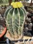 Preview: Parodia magnificus